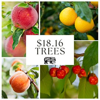 Collection of 4 fruit varieties growing on the tree.